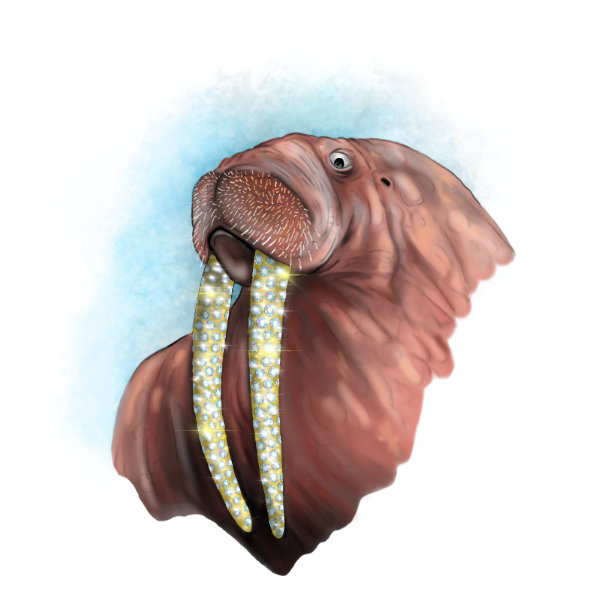 Illustrated character art print featuring a playful walrus.
